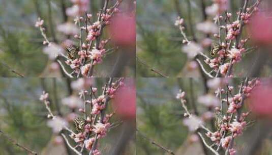 【自然风景】蝴蝶与桃花.春日十二节气4k高清在线视频素材下载