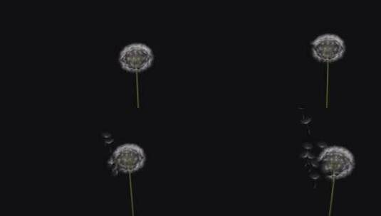 蒲公英的花朵带通道高清在线视频素材下载