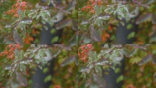 下雨和树叶高清在线视频素材下载