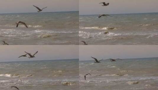 翱翔在海浪之上的海鸥高清在线视频素材下载