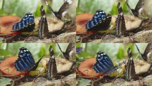 吃山果的蝴蝶高清在线视频素材下载