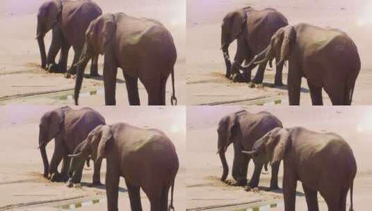 大象挖洞找水喝高清在线视频素材下载