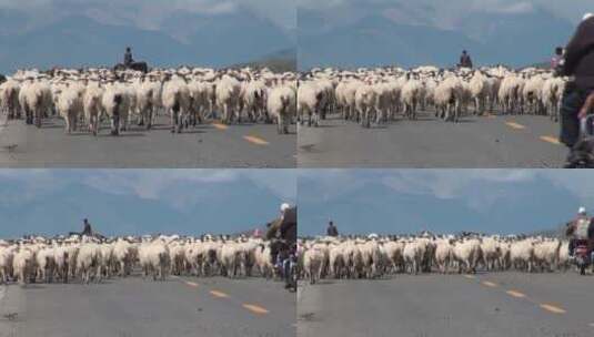 赶着羊群的人高清在线视频素材下载
