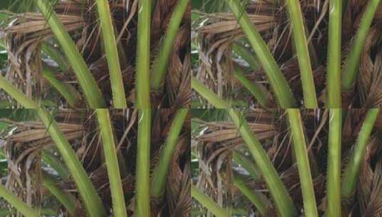 波光粼粼的棕榈树干空镜头高清在线视频素材下载