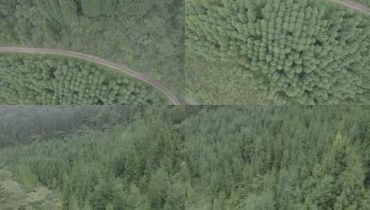 4K航拍 针叶林 原始森林 树林镜头组高清在线视频素材下载