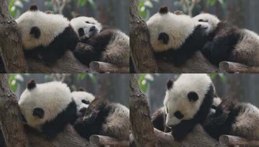 睡觉的大熊猫一家妈妈看护熊猫幼崽高清在线视频素材下载