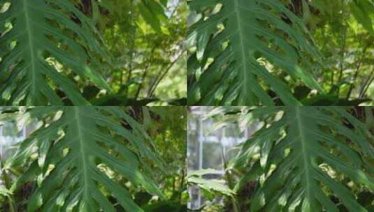 含羞草热带雨林植物园绿色叶子高清在线视频素材下载