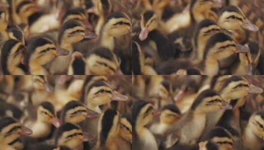 一群可爱的小鸭子高清在线视频素材下载