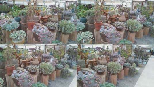 花卉大棚花卉市场植物园高清在线视频素材下载
