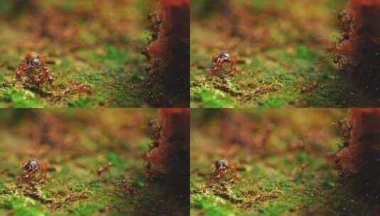 微距特写红蚂蚁搬运食物高清在线视频素材下载