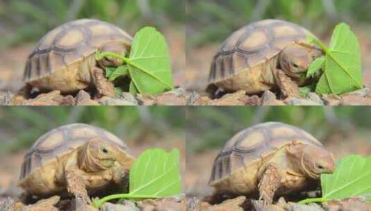 乌龟啃食树叶高清在线视频素材下载