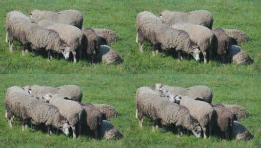 羊群在草地上觅食高清在线视频素材下载