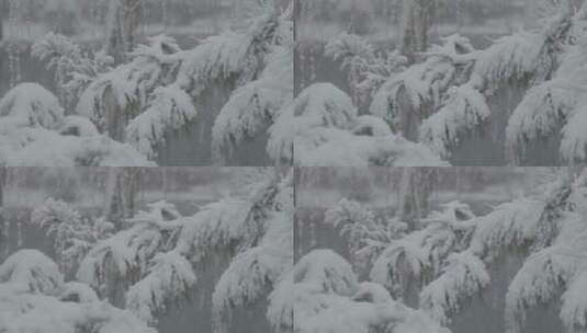 冬天雪景 下雪空镜高清在线视频素材下载