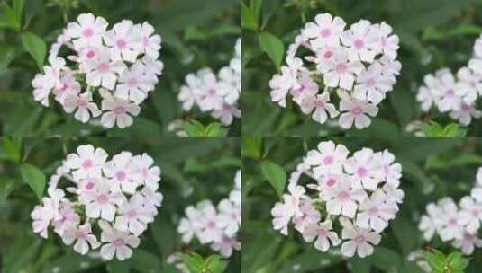 花草杂草鲜花绿植微距特写高清在线视频素材下载