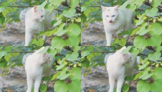 白猫从树林中走出来高清在线视频素材下载