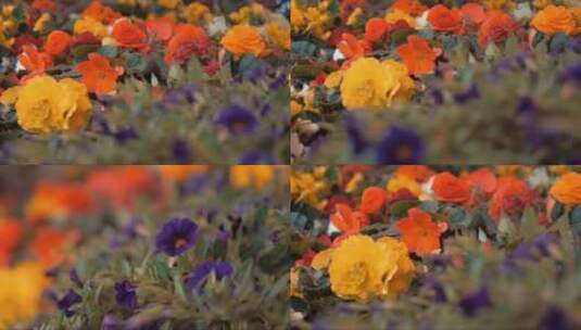 秋各种各样的海棠花朵高清在线视频素材下载