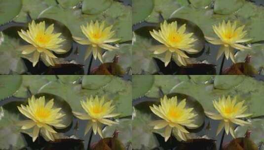 池塘里的黄色睡莲高清在线视频素材下载