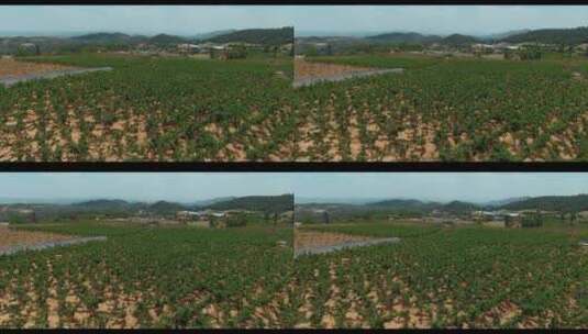 乡村振兴农业土地视频云贵山区林下鸡养殖高清在线视频素材下载
