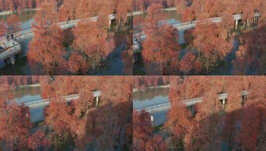 秋季杭州临安青山湖水杉林风光航拍高清在线视频素材下载