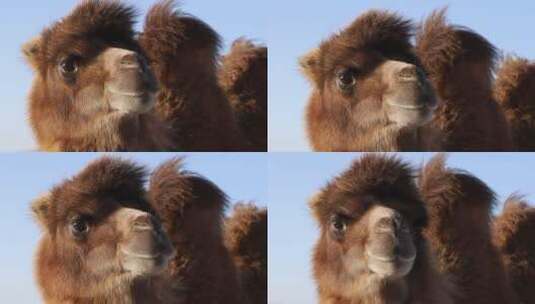 内蒙古草原骆驼特写高清在线视频素材下载
