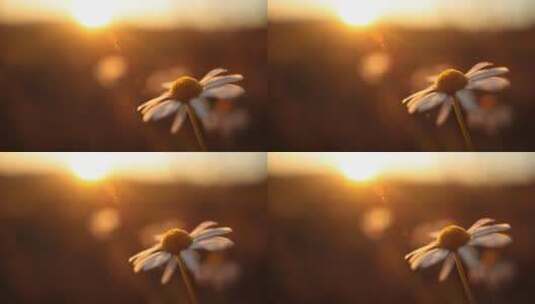 漂亮的小雏菊花高清在线视频素材下载