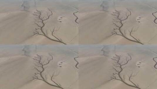 航拍大地之树生命之树奇景奇观枯水鄱阳湖高清在线视频素材下载
