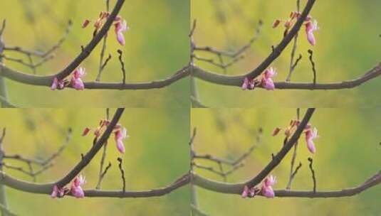 开着粉色花骨朵的树枝特写高清在线视频素材下载