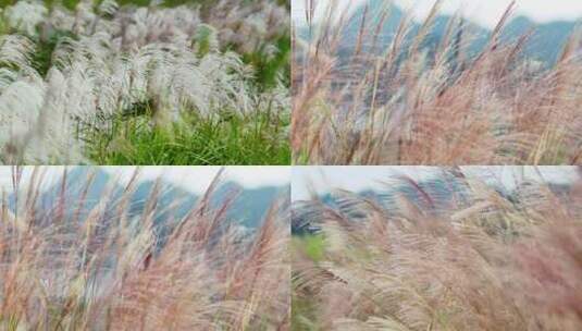 4k升格拍摄植物芦苇草高清在线视频素材下载