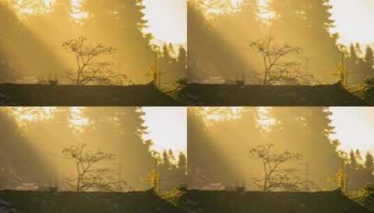 【延时】金色朝阳下的柿子树高清在线视频素材下载