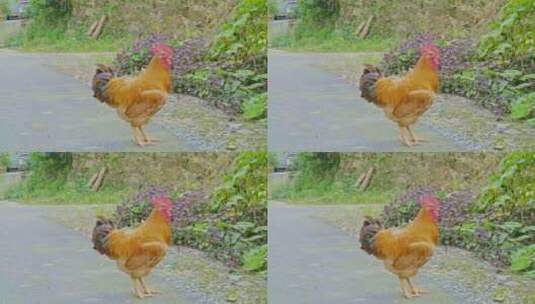 乡村马路一只公鸡打鸣高清在线视频素材下载