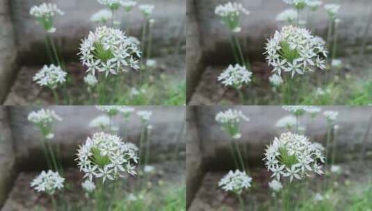 韭菜花特写高清在线视频素材下载