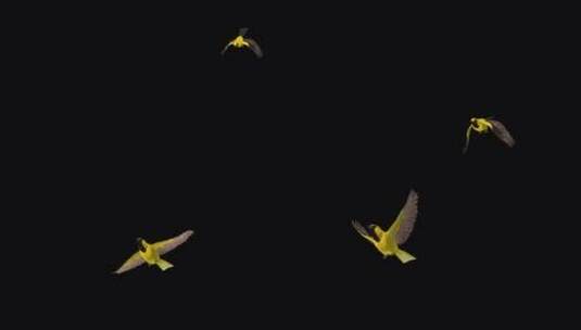 正在飞翔的热带黄鹂鸟3D动画高清在线视频素材下载
