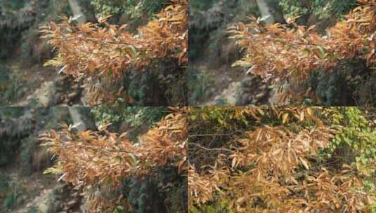 秋天落叶风景高清在线视频素材下载