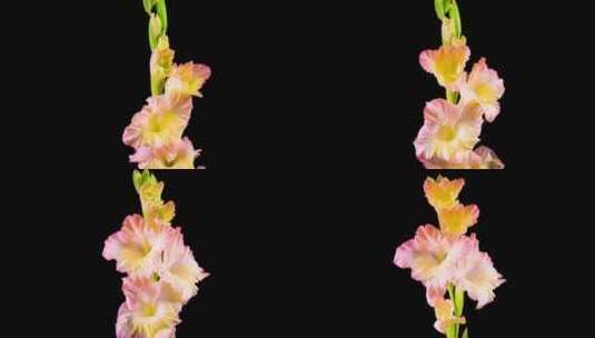 唐菖蒲开花绽放过程延时摄影高清在线视频素材下载