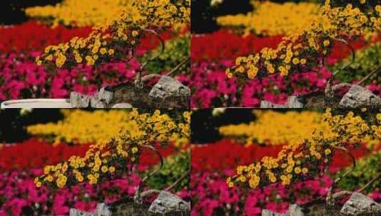 秋日秋月盛开的黄菊花高清在线视频素材下载
