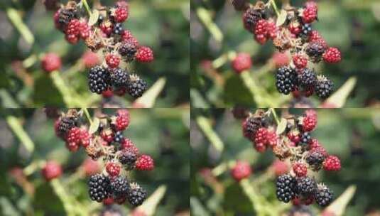 农产品水果葡萄蓝莓特写高清在线视频素材下载