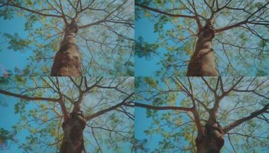 4K 公园森林空镜高清在线视频素材下载