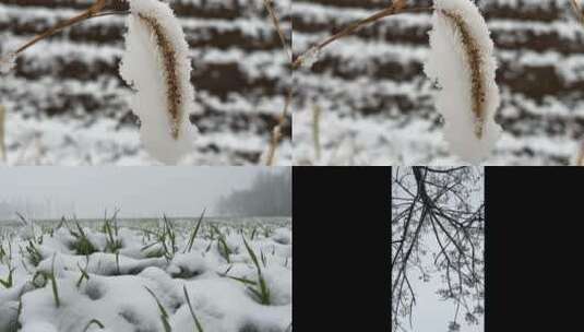 冬天植物上的白雪视频合集高清在线视频素材下载