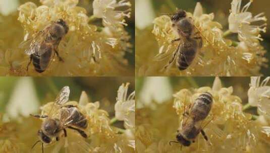 蜜蜂采蜜特写高清在线视频素材下载