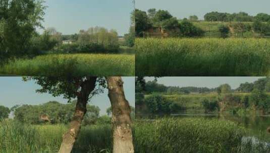 蒲河湿地河边农家农户芦苇树木油画色彩高清在线视频素材下载