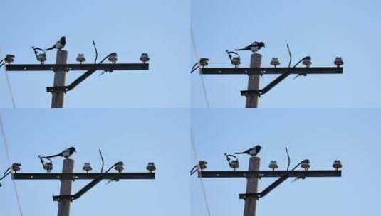 北京胡同电线杆上的小鸟高清在线视频素材下载