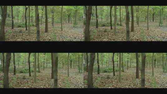 初秋的树林落叶铺满地面高清在线视频素材下载