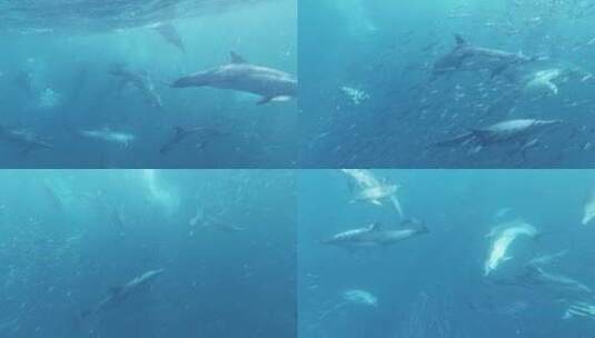 海豚 海洋 海洋高清在线视频素材下载