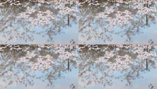 樱花空镜-水中倒影-06高清在线视频素材下载