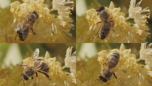蜜蜂在花朵上收集花粉高清在线视频素材下载
