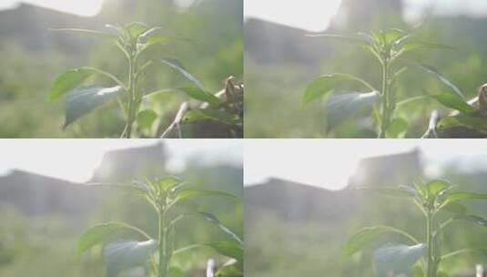 辣椒树幼苗高清在线视频素材下载