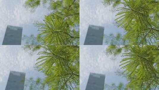 水杉杉树枝条摇晃4K高清在线视频素材下载