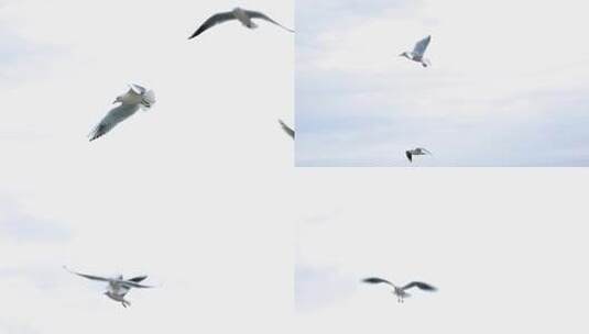 4K阴天海鸥飞翔高清在线视频素材下载