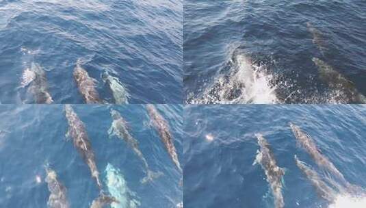 海豚在水中游泳跳跃高清在线视频素材下载