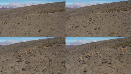 航拍荒漠上的一群羊驼高清在线视频素材下载